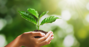 hand holding plant