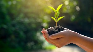 hand holding plant